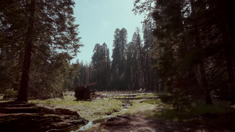 giant sequoia forest in national park