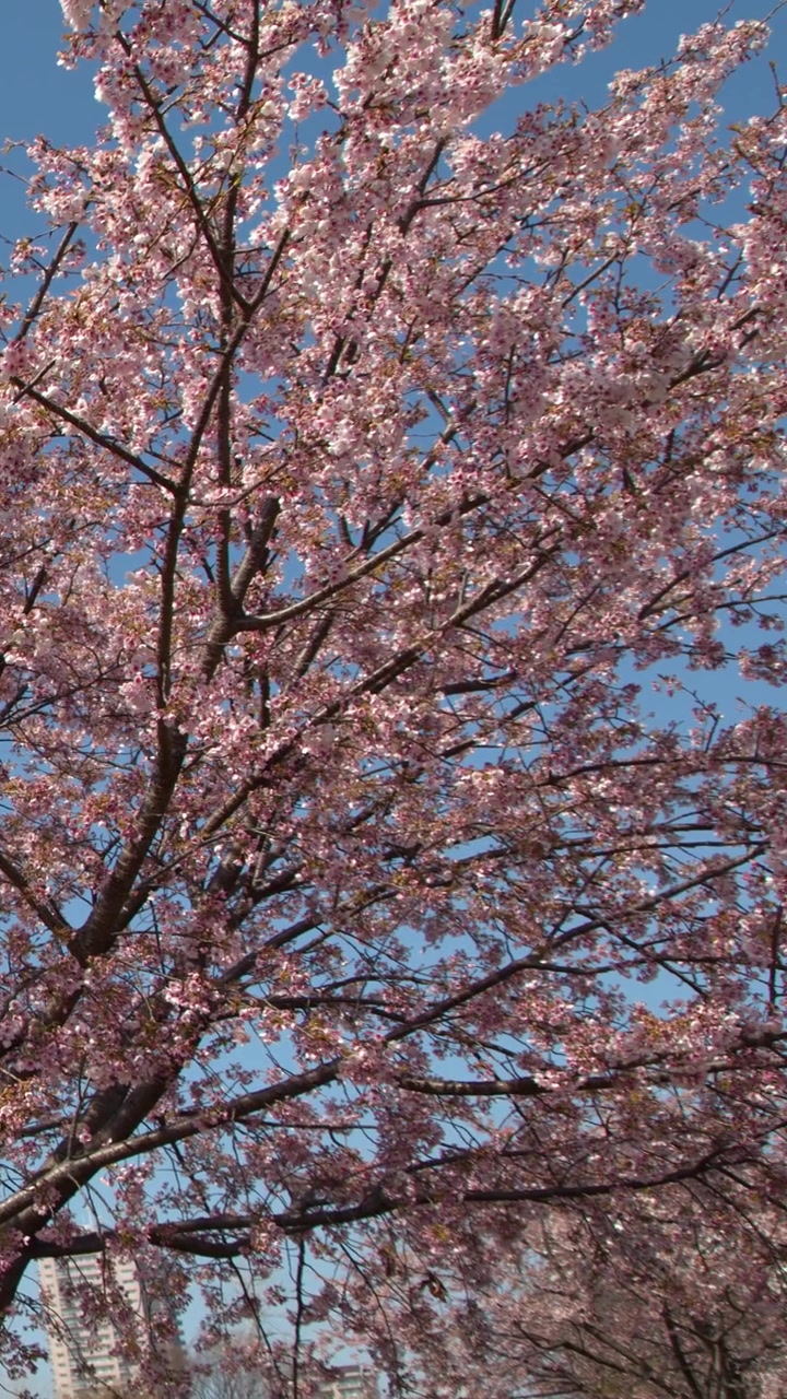 Vibranti fiori di sakura ondeggiano sui rami sotto la luce solare intensa a Tokyo, Giappone.