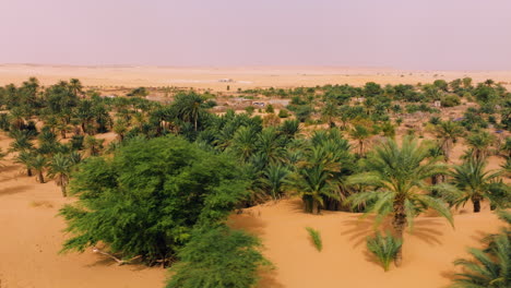 aerial view of palm tree grove in tanouchert oasis at mauritania, africa.