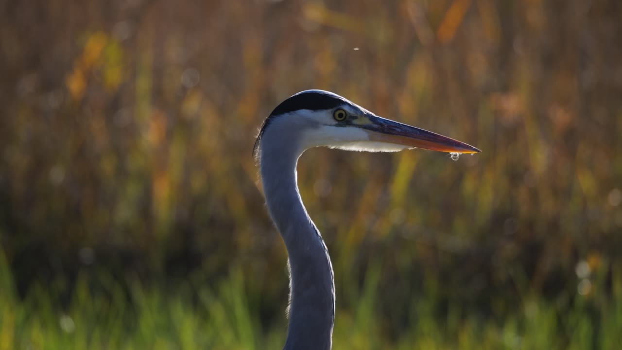 A gray heron bird stands on a nature reserve on an autumn day. It's a close-up of its head where you can clearly see the beak and eyes.