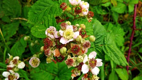 Rosa-Und-Weiße-Blüten-Der-Brombeerpflanze,-Die-Im-Herbst-Brombeerfrüchte-Hervorbringt