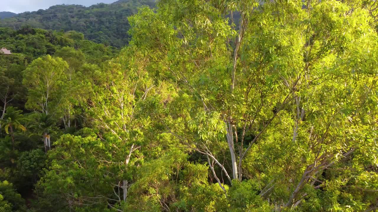 volando entre árboles altos en el bosque tropical de montaña, disparo aéreo bajo de un dron