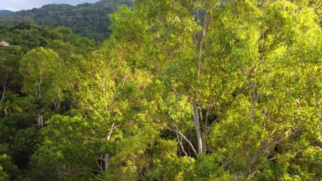 flying between tall trees in mountain rainforest, low aerial drone shot