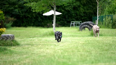 miniature labradoodle and weimaraner dog slowly running back towards the camera whilst playing in a green grass field on a dog walk in slow motion