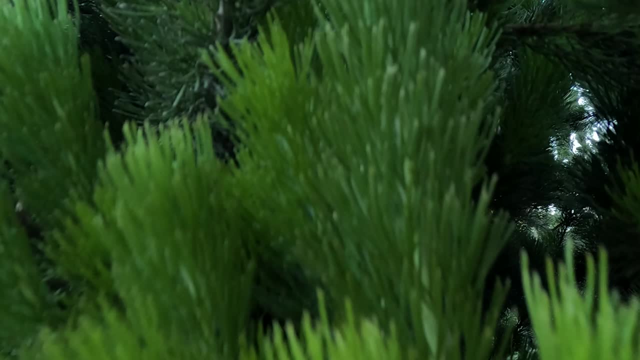 Detailed view of lush green pine needles, showcasing vibrant textures and natural beauty.