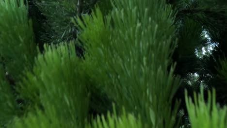 detailed view of lush green pine needles, showcasing vibrant textures and natural beauty.