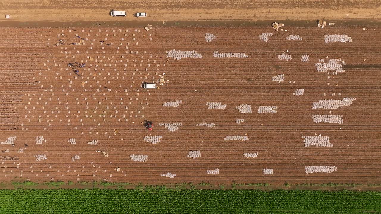 현장 노동자 들 이 장식적 인 면 줄기 를 채집 하고 보호적 인 나일론 시트 에 포장 하고 있다