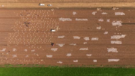 trabajadores de campo recogiendo tallos de algodón decorativos empaquetándolos en hojas de nylon protectoras