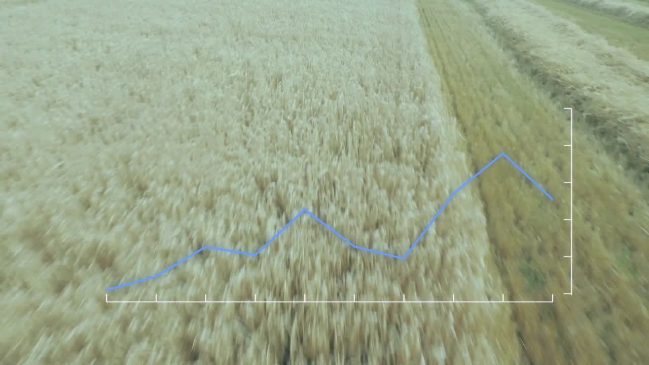 Blue data graph being animated over golden wheat field, showing growth trends with white axes