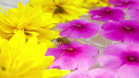 wasp drinks from flower-covered pond