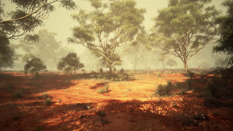 misty australian outback landscape