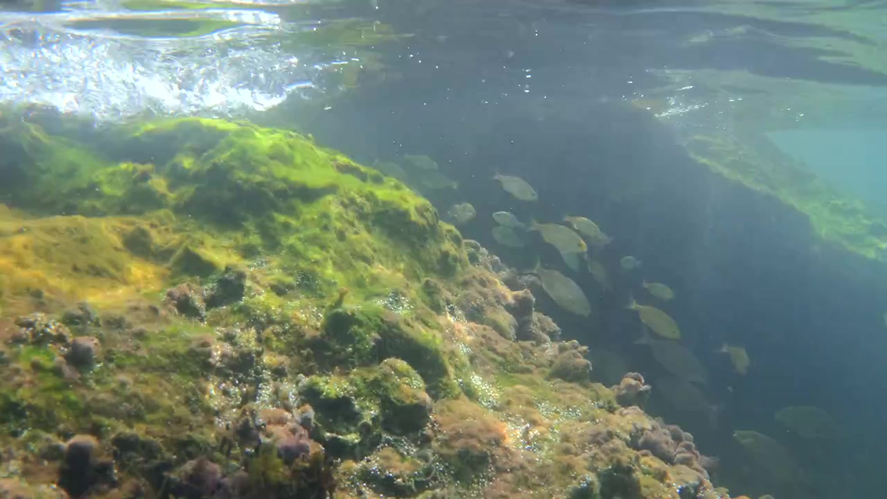 School of fish swimming over a colorful underwater reef with abundant marine life and clear ocean water