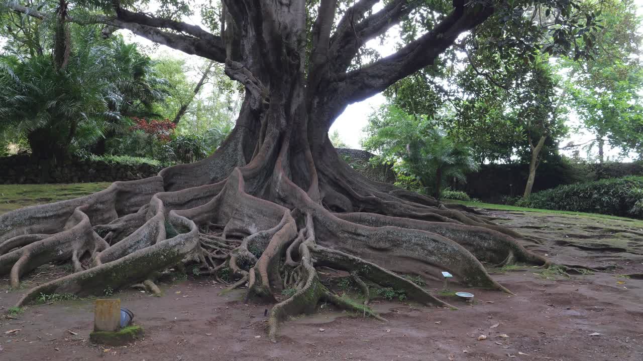 Ponta Delgada botanical garden Jardim Bot&acirc;nico Jos&eacute; do Canto, view of majestic Moreton Bay fig tree, ficus macrophylla, in Azores Portugal