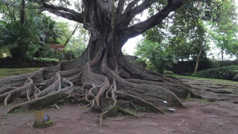 Jardín-Botánico-Pont-Delgada-Jardim-Botânico-José-Do-Canto,-Vista-De-La-Majestuosa-Higuera-De-La-Bahía-De-Moreton,-Ficus-Macrophylla,-En-Azores-Portugal