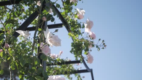 beautiful pink and white climbing roses on a trellis