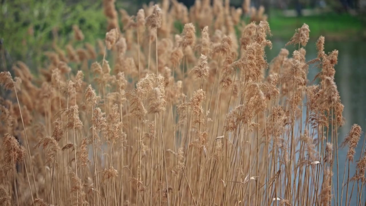 Toma con enfoque suave de carrizo seco meciéndose con el viento, a contraluz con luz natural cálida