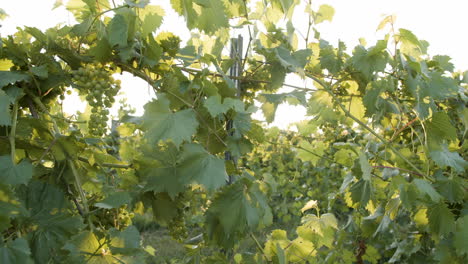 medium wide shot in a vineyard of grapevines with green grape clusters