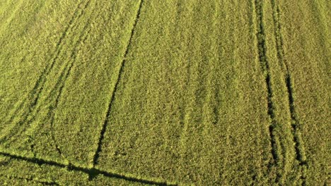 Impresionante-Vista-De-Drones-De-Los-Campos-De-Arroz-Al-Norte-De-Italia,-Lombardía