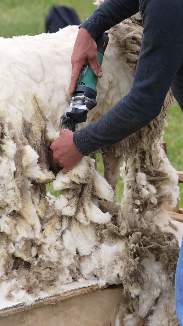 Farmer cutting wool from sheep. Man shearing adult sheep with hair clipper outdoors. Sheep shearing method with electric machine. Vertical video