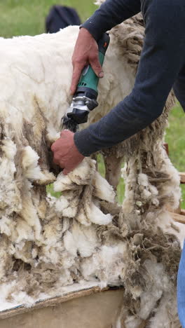 farmer cutting wool from sheep. man shearing adult sheep with hair clipper outdoors. sheep shearing method with electric machine. vertical video