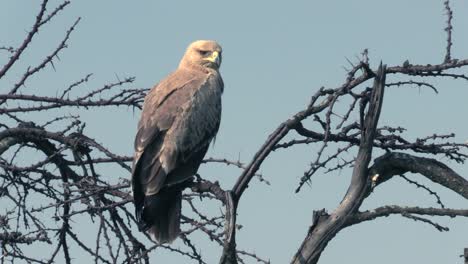 Ein-Einsamer-Gelbbrauner-Adler,-Der-An-Einem-Sonnigen-Tag-In-Der-Masai-Mara,-Kenia,-Auf-Trockenen-ästen-Eines-Baumes-Sitzt---Nahaufnahmeaufnahme