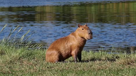 wild capybara resting near the water, savoring the tranquil atmosphere of its natural habitat. surrounded by lush greenery, the serene moment captures the essence of wildlife in south america