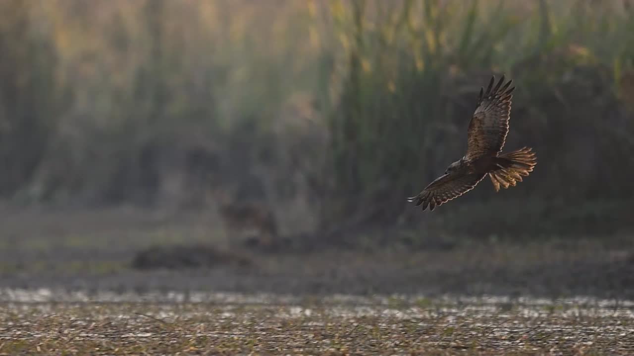 Intenso momento di caccia che cattura un falco di palude a metà attacco.