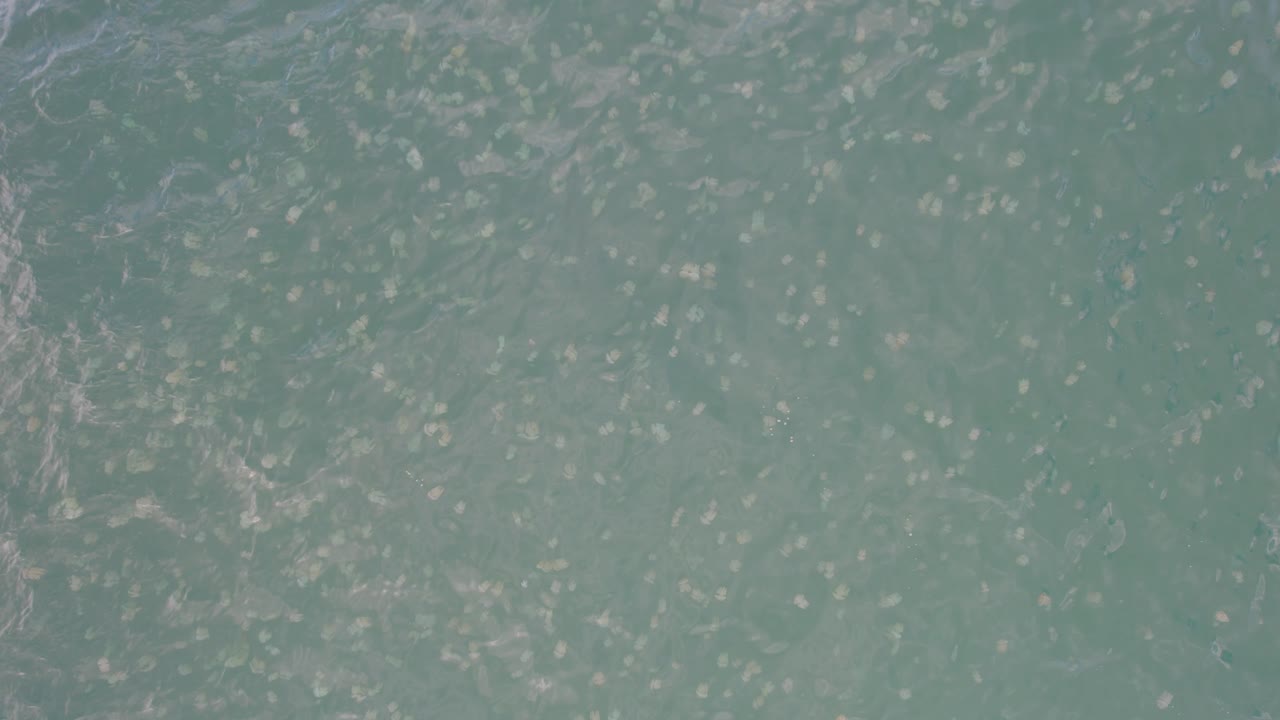 smack de medusas en el mar en nueva gales del sur, australia