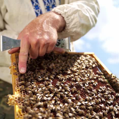 beekeeper hold frame with bees. farmer hold a frame full of busy bees crawling. apiculturist showing bees with bare hand.