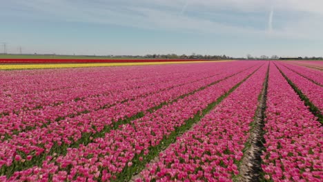 Drone-flying-low-over-rows-of-colorful-tulips-in-the-Netherlands