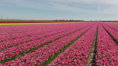 drone volando bajo sobre filas de tulipanes coloridos en los países bajos