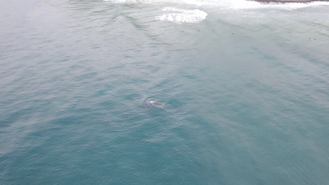 Humpback Whale - Lennox Heads - Northern Rivers Region - NSW - Australia - Aerial Shot