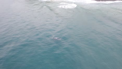 humpback whale - lennox heads - northern rivers region - nsw - australia - aerial shot