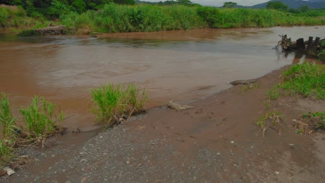 a little crocodile laying by the muddy river