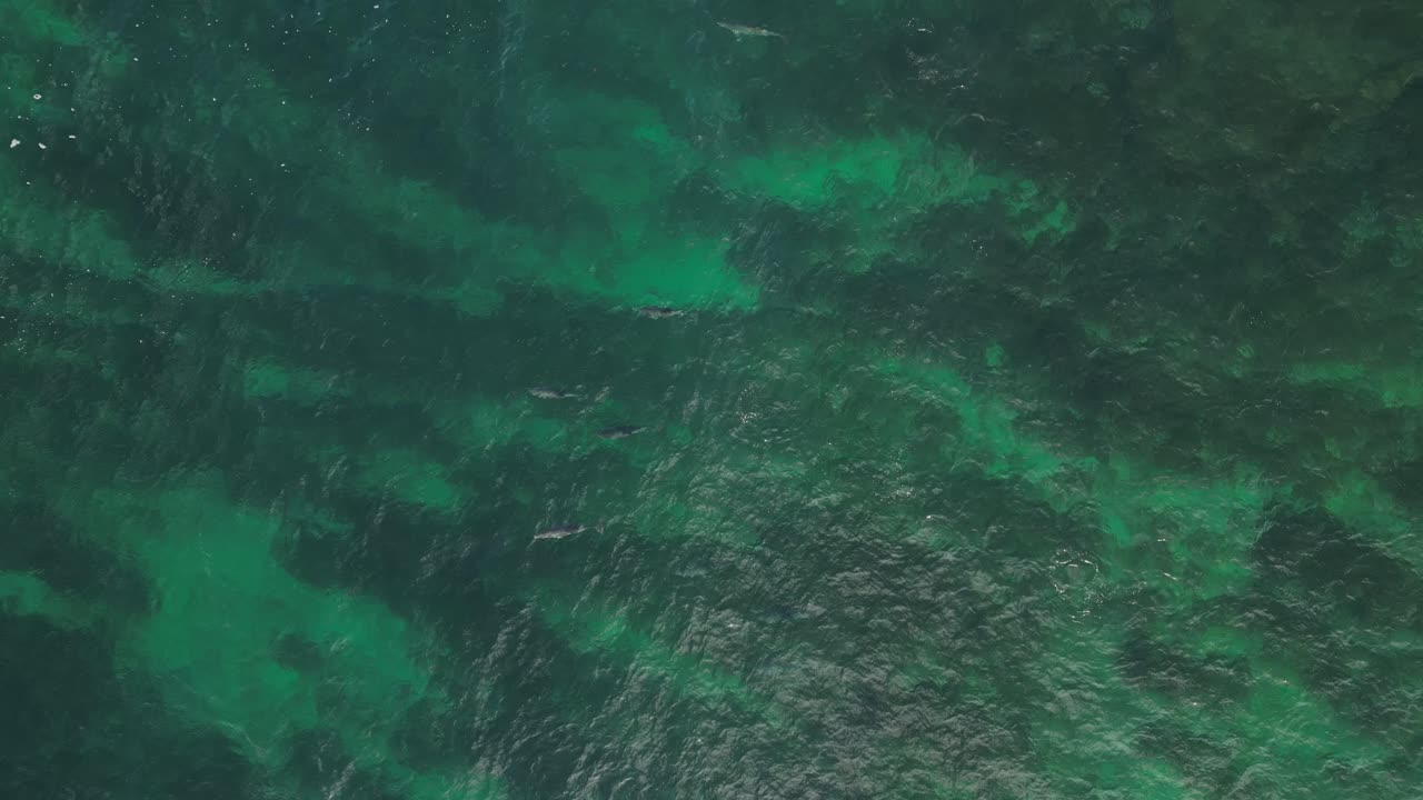Aerial View of Marine Life in Clear Green Ocean