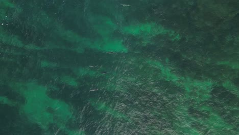 aerial view of marine life in clear green ocean