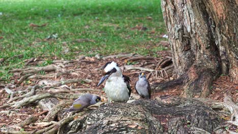 Laughing-kookaburra,-dacelo-novaeguineae-perched-on-the-ground,-interrupted-by-two-aggressive-noisy-miners-at-the-botanic-gardens,-close-up-shot-of-Australian-native-bird-species