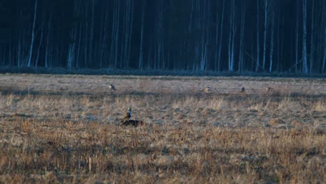 Hen-Harrier-Descansando-En-Una-Pradera-De-Hierba-Seca-A-Principios-De-La-Primavera-Cuando-Hace-Calor