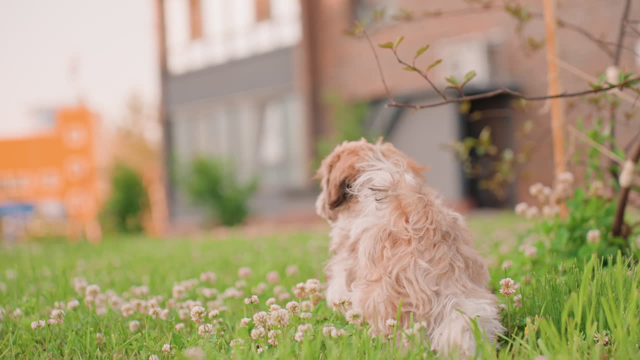 Young Dog Gazes At Passing Jogger Peacefully, Caucasian Puppy Attentively Observes Passing Runner In Grassy Meadow, Young Caucasian Dog Attentively Watches Jogger Pass By In Lush Green Meadow