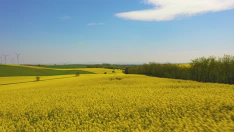 Canola-seed-fields-in-Lower-Austria,-drone-flight-aerial-footage-over-agrictural-used-farmland