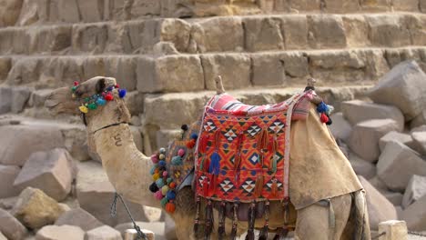 a camel in front of pyramids of egypt