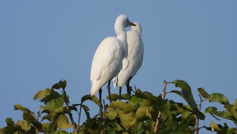 Garza-Blanca-En-El-árbol.