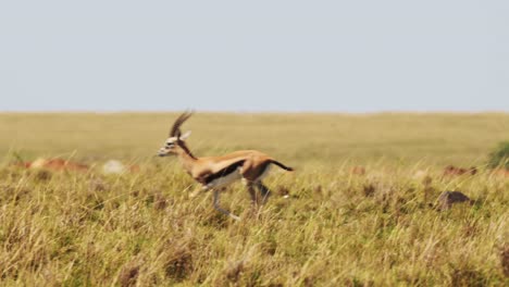 slow motion shot of gazelle skipping through the savannah and walking fast, african wildlife in maasai mara national reserve, kenya, africa safari animals in masai mara north conservancy