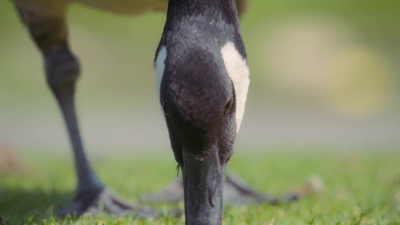 Close-up de ganso-canadense comendo grama no parque no verão.