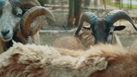 close up of two cameroon sheep rams looking over the herd