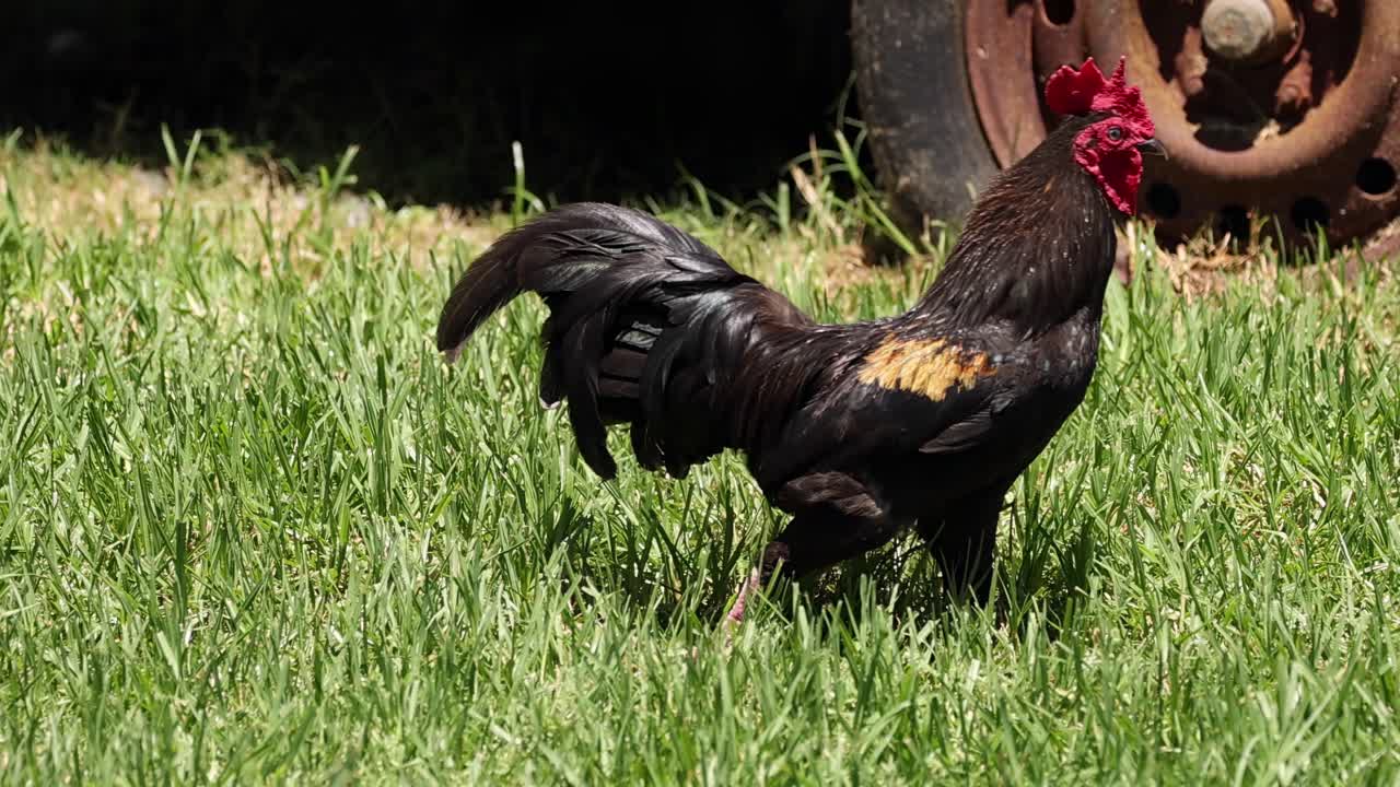 A vibrant rooster walks confidently near a rusty wheel on a sunny day, showcasing its glossy feathers.