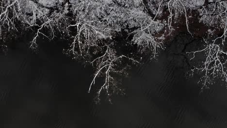 white snow covering trees and land on lake shore with cold water in winter