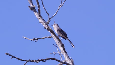 northern mockingbird, perched on a leafless branch