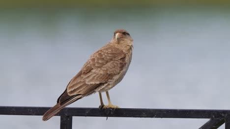 wild bird of prey, chimango caracara, milvago chimango perching on lakeside metal railing, waiting for potential preys to hunt, selective focus wildlife close up shot