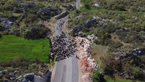 Vista-Aérea-De-La-Carretera-Forestal-Nómada